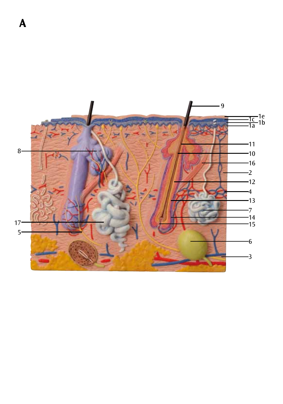 3B Scientific 3 part skin model User Manual | Page 8 / 20