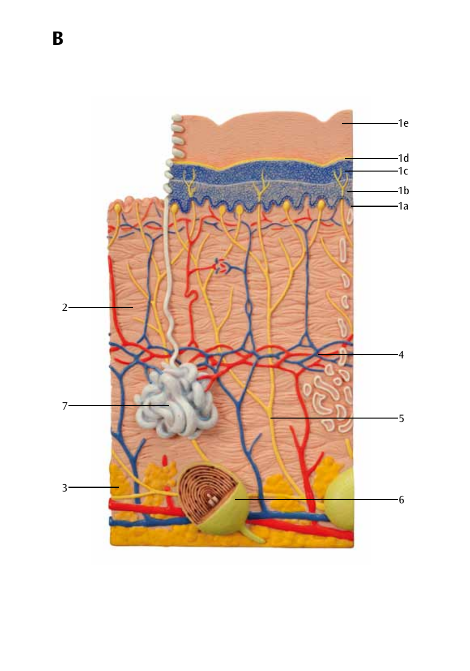 3B Scientific 3 part skin model User Manual | Page 9 / 20
