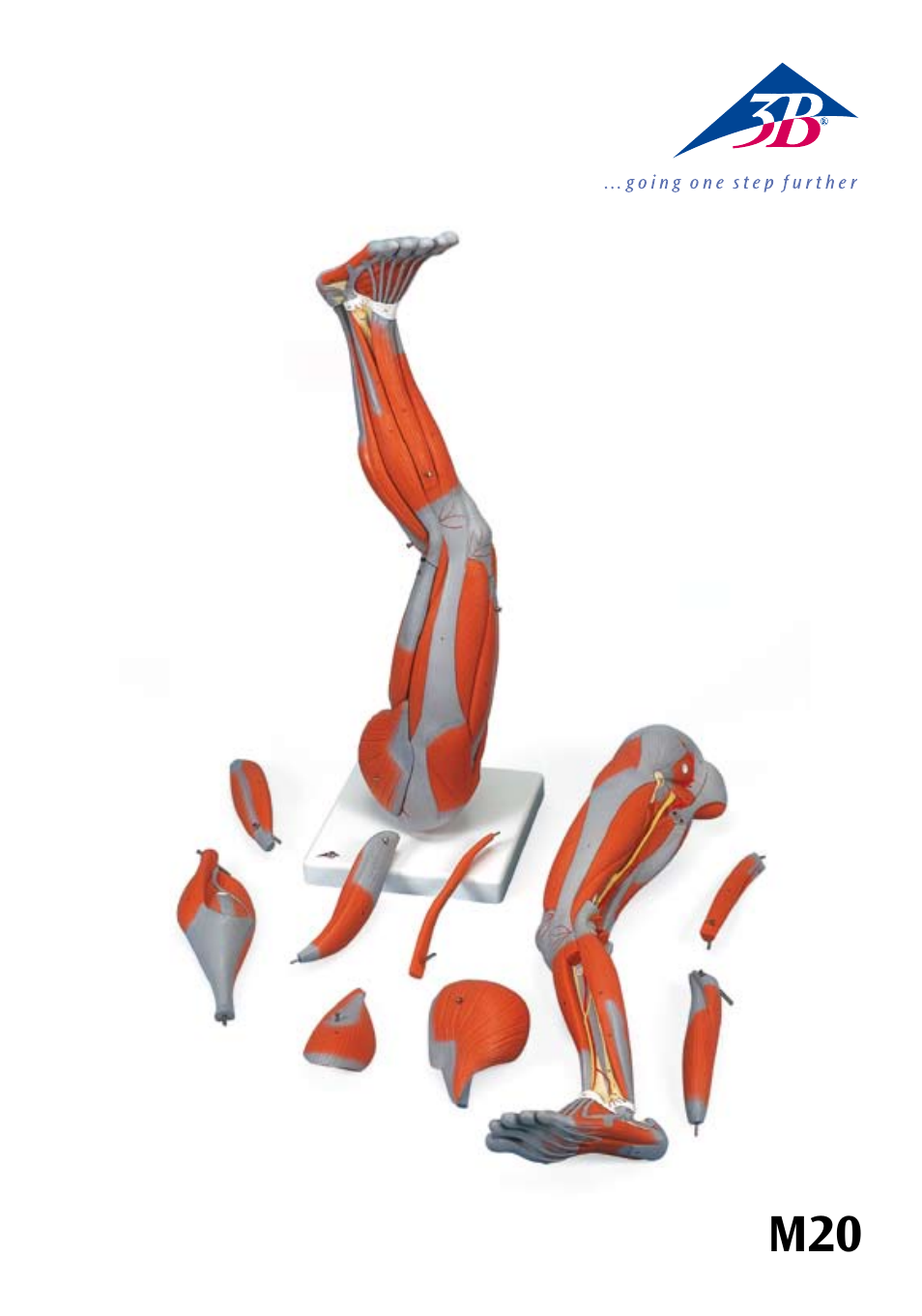 3B Scientific Muscle Leg, 9 part, 3__4 Life Size User Manual | 10 pages