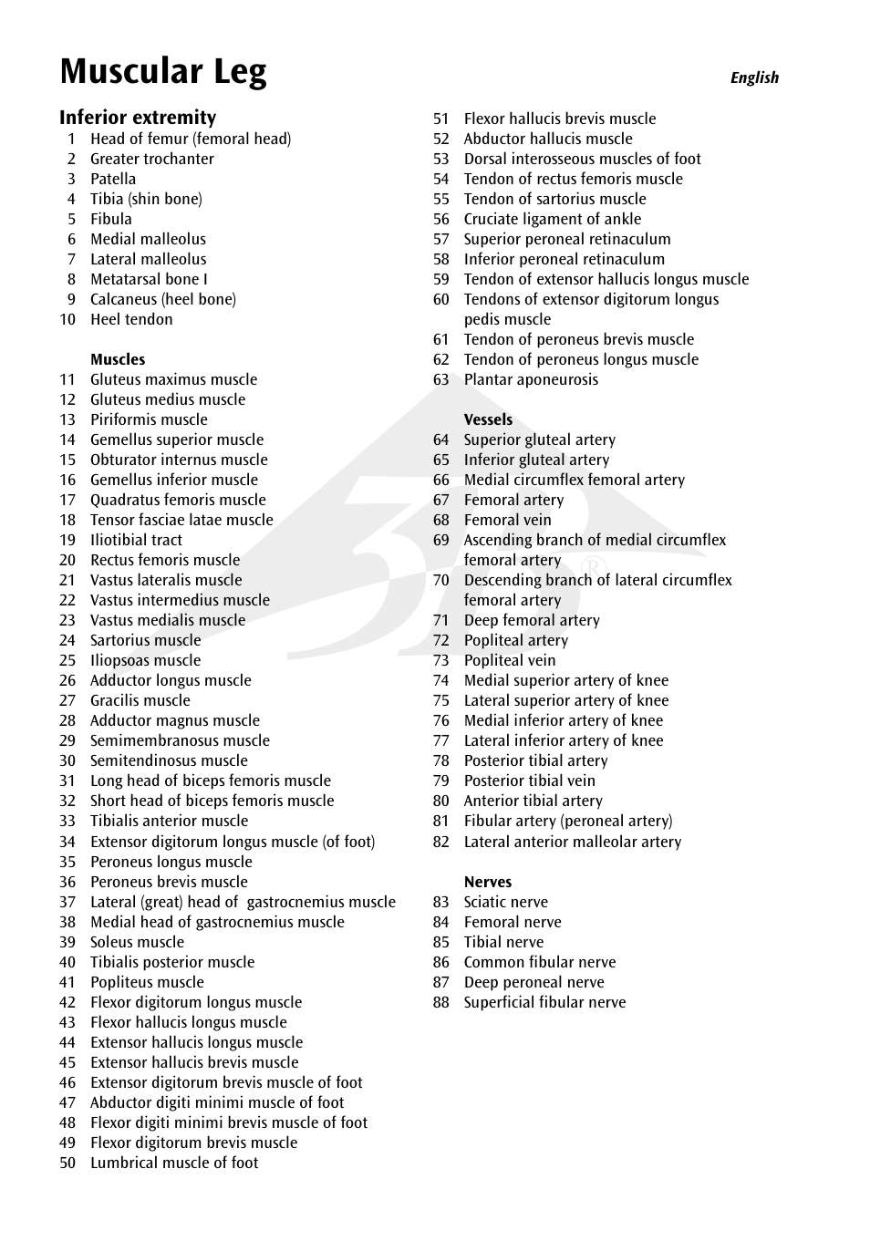 Muscular leg | 3B Scientific Muscle Leg, 9 part, 3__4 Life Size User Manual | Page 3 / 10
