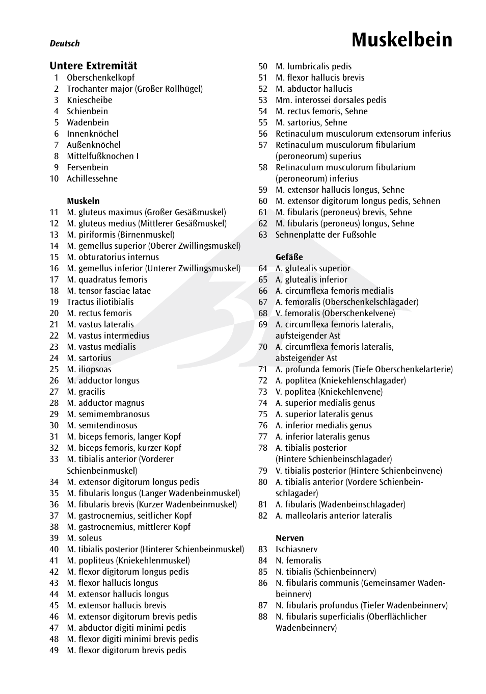 Muskelbein | 3B Scientific Muscle Leg, 9 part, 3__4 Life Size User Manual | Page 4 / 10