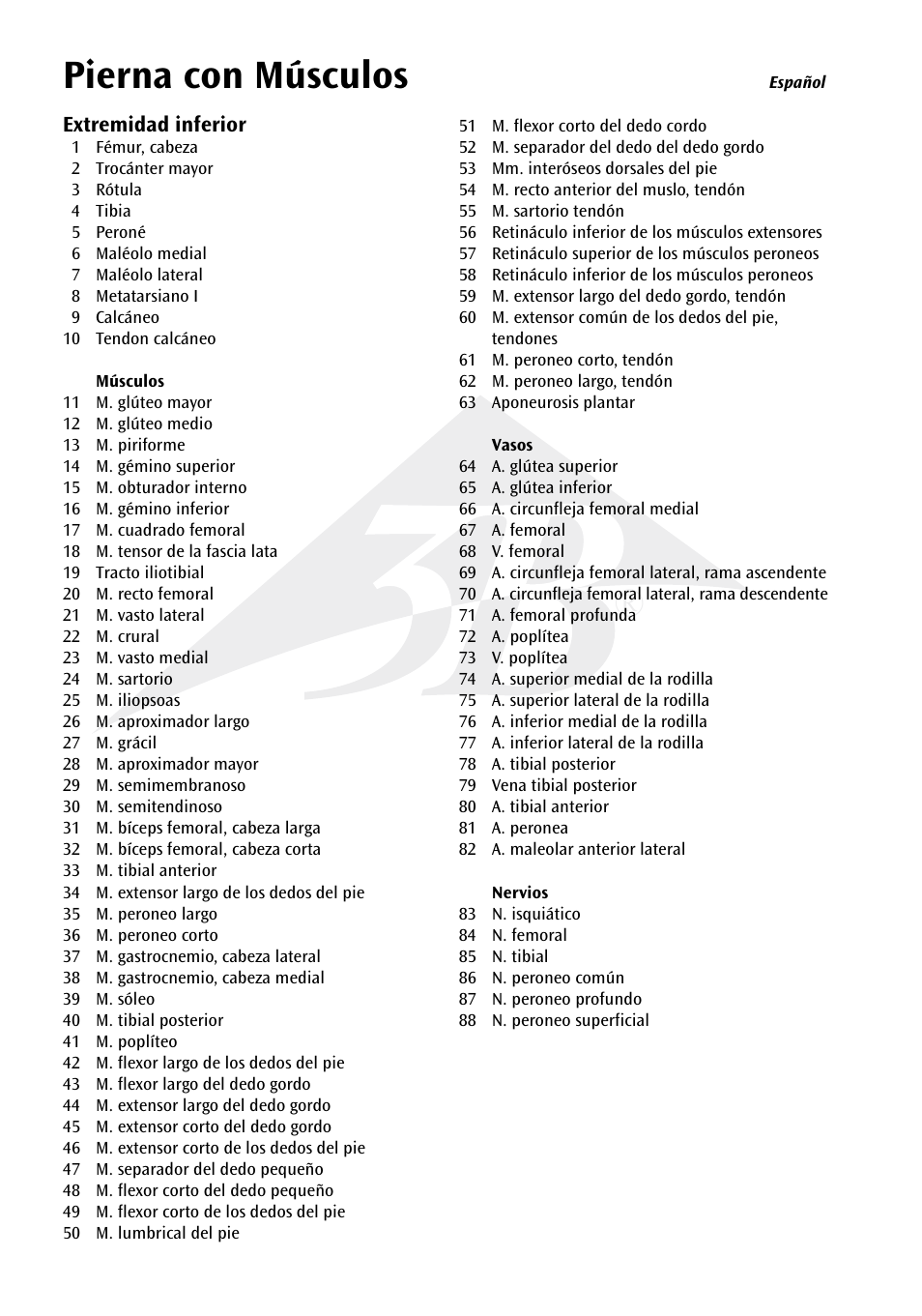 Pierna con músculos | 3B Scientific Muscle Leg, 9 part, 3__4 Life Size User Manual | Page 5 / 10