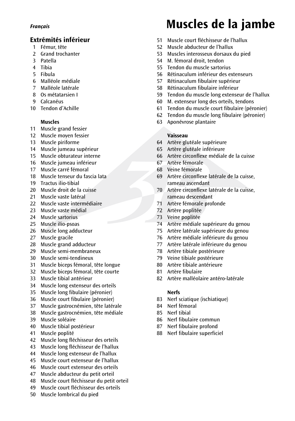Muscles de la jambe | 3B Scientific Muscle Leg, 9 part, 3__4 Life Size User Manual | Page 6 / 10