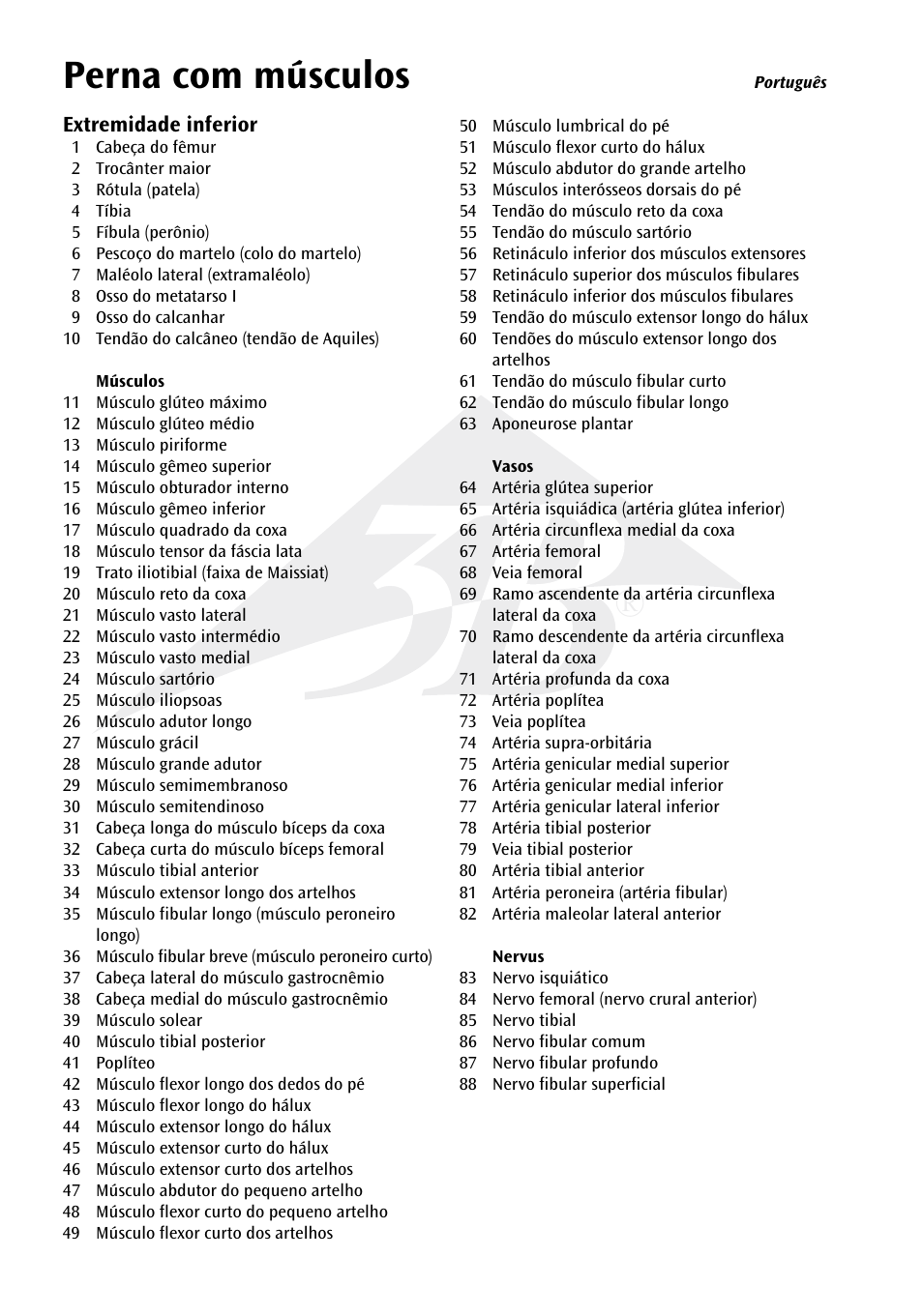 Perna com músculos | 3B Scientific Muscle Leg, 9 part, 3__4 Life Size User Manual | Page 7 / 10