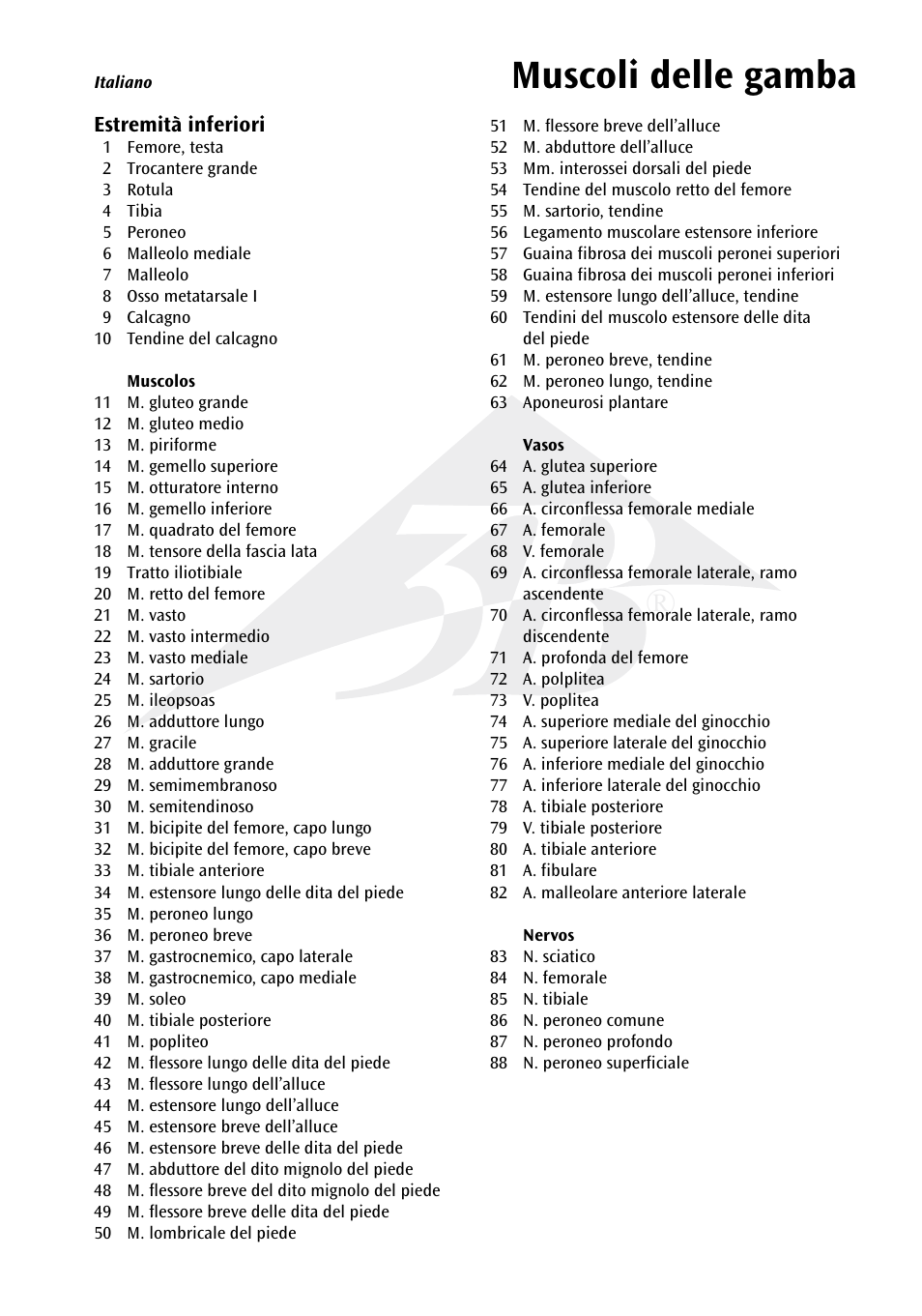 Muscoli delle gamba | 3B Scientific Muscle Leg, 9 part, 3__4 Life Size User Manual | Page 8 / 10