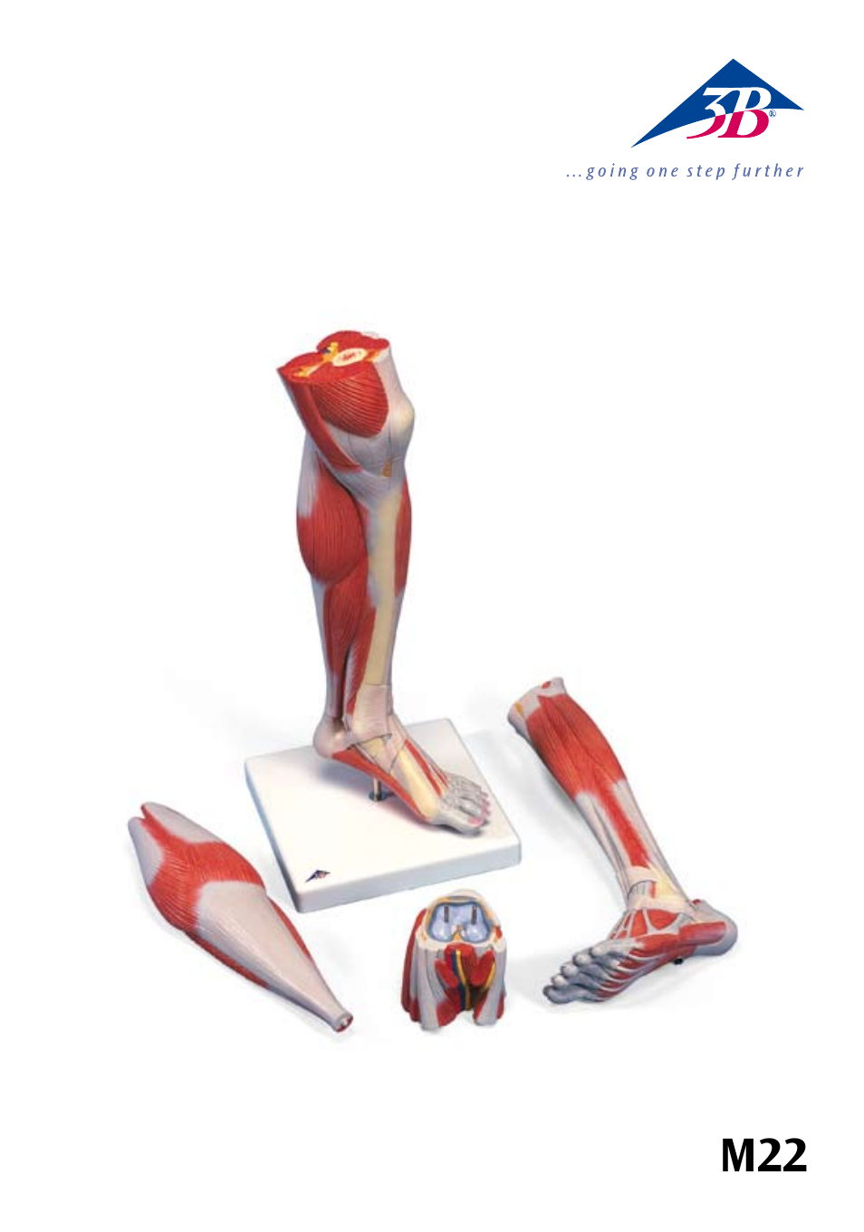 3B Scientific Lower Muscle Leg with detachable Knee, 3 part, Life Size User Manual | 28 pages