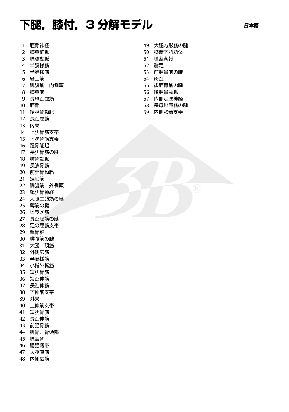 下腿，膝付，3 分解モデル | 3B Scientific Lower Muscle Leg with detachable Knee, 3 part, Life Size User Manual | Page 10 / 28