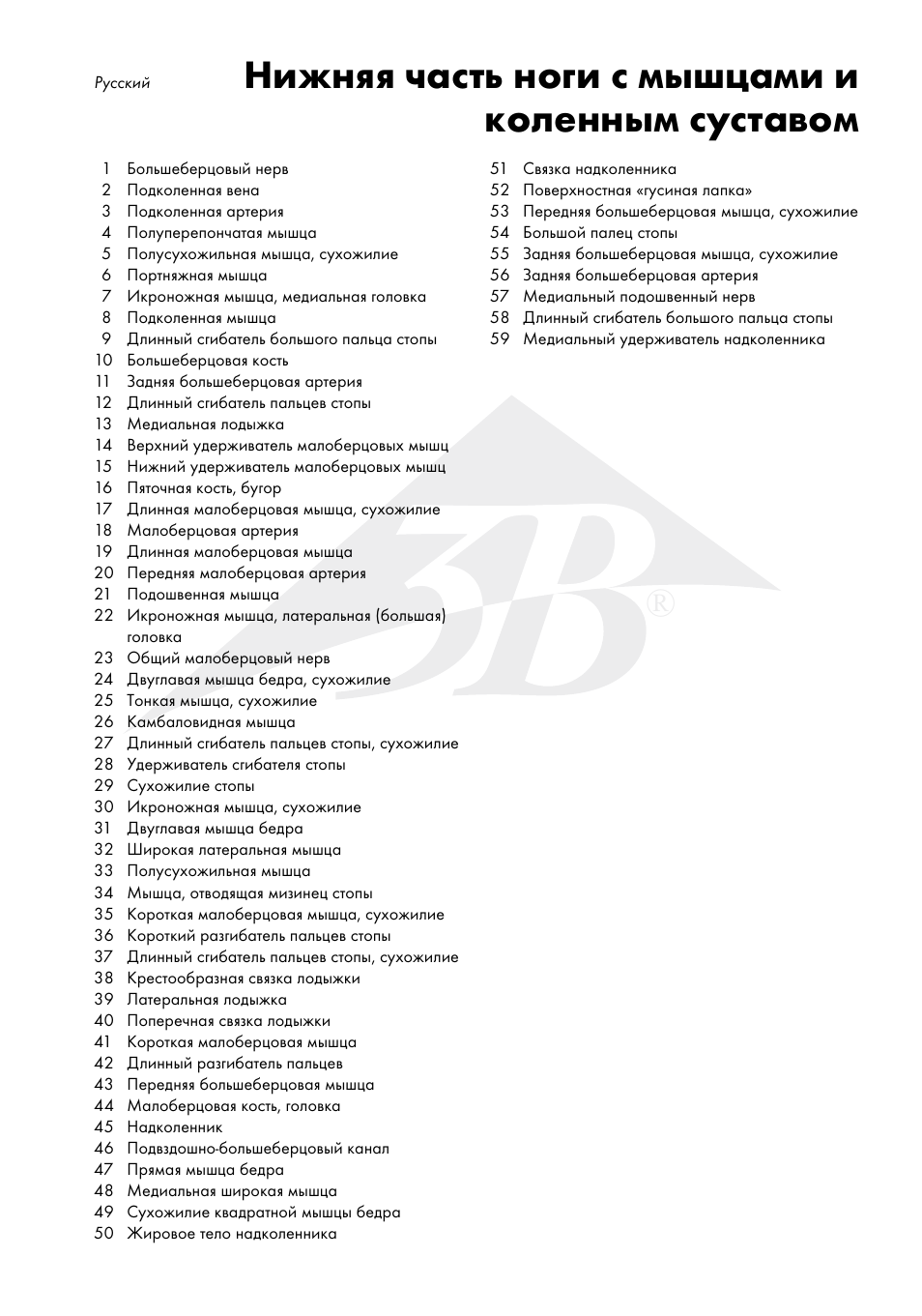 Нижняя часть ноги с мышцами и коленным суставом | 3B Scientific Lower Muscle Leg with detachable Knee, 3 part, Life Size User Manual | Page 11 / 28