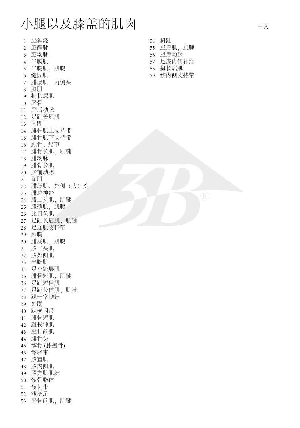 小腿以及膝盖的肌肉 | 3B Scientific Lower Muscle Leg with detachable Knee, 3 part, Life Size User Manual | Page 12 / 28