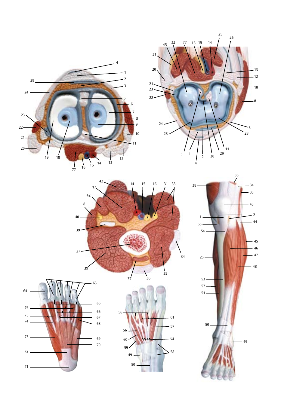 3B Scientific Lower Muscle Leg with detachable Knee, 3 part, Life Size User Manual | Page 14 / 28