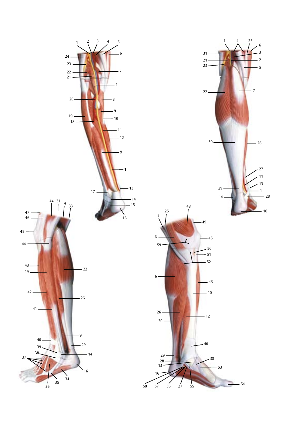 3B Scientific Lower Muscle Leg with detachable Knee, 3 part, Life Size User Manual | Page 2 / 28