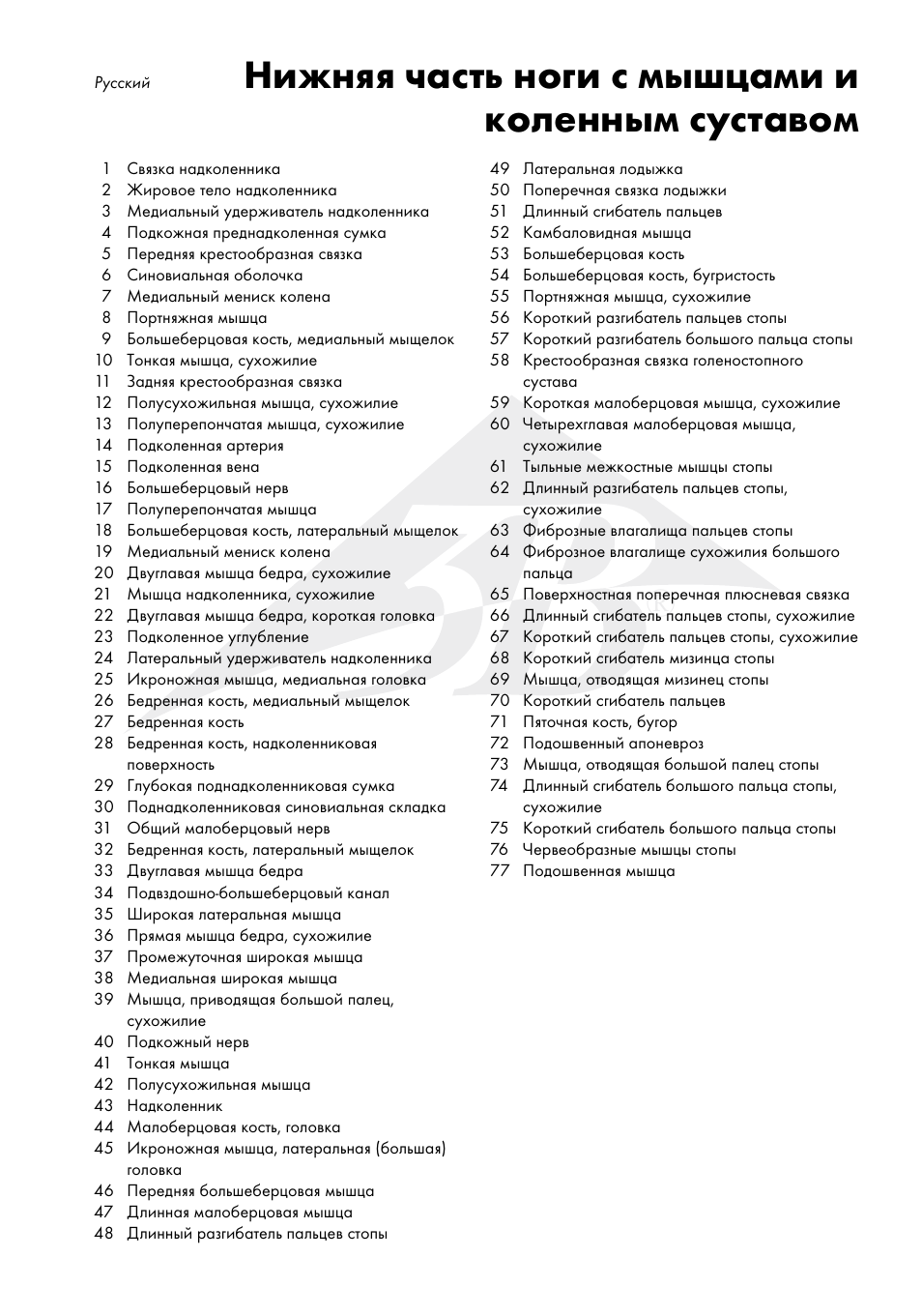 Нижняя часть ноги с мышцами и коленным суставом | 3B Scientific Lower Muscle Leg with detachable Knee, 3 part, Life Size User Manual | Page 23 / 28