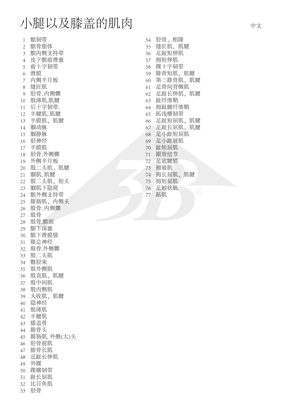 小腿以及膝盖的肌肉 | 3B Scientific Lower Muscle Leg with detachable Knee, 3 part, Life Size User Manual | Page 24 / 28