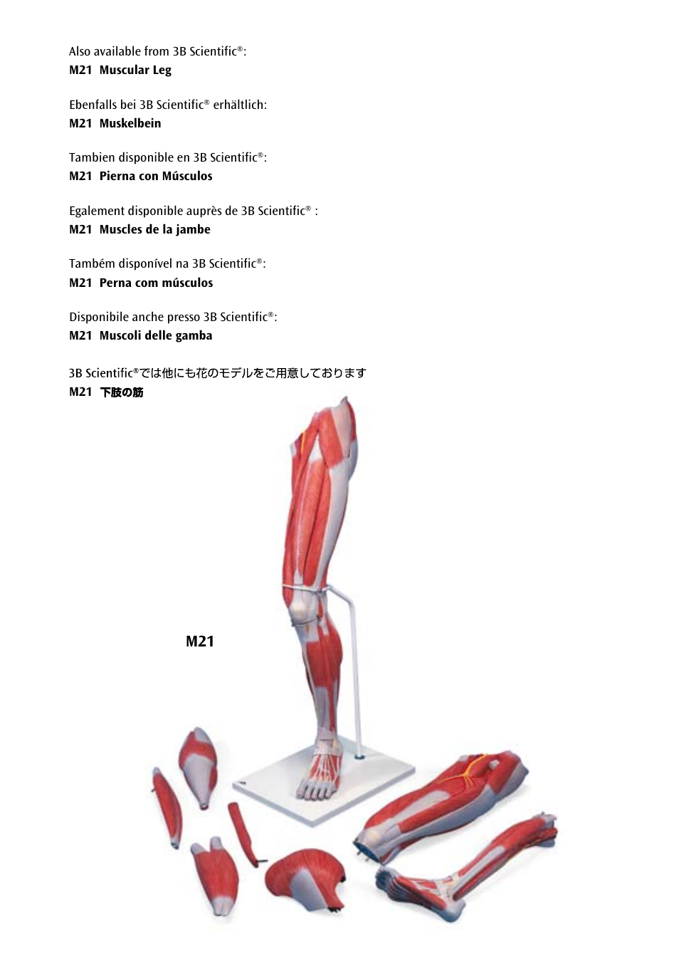 3B Scientific Lower Muscle Leg with detachable Knee, 3 part, Life Size User Manual | Page 27 / 28
