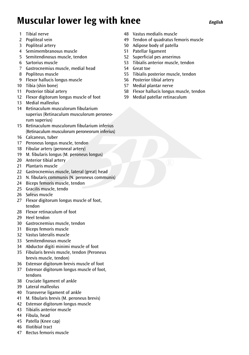 Muscular lower leg with knee | 3B Scientific Lower Muscle Leg with detachable Knee, 3 part, Life Size User Manual | Page 4 / 28