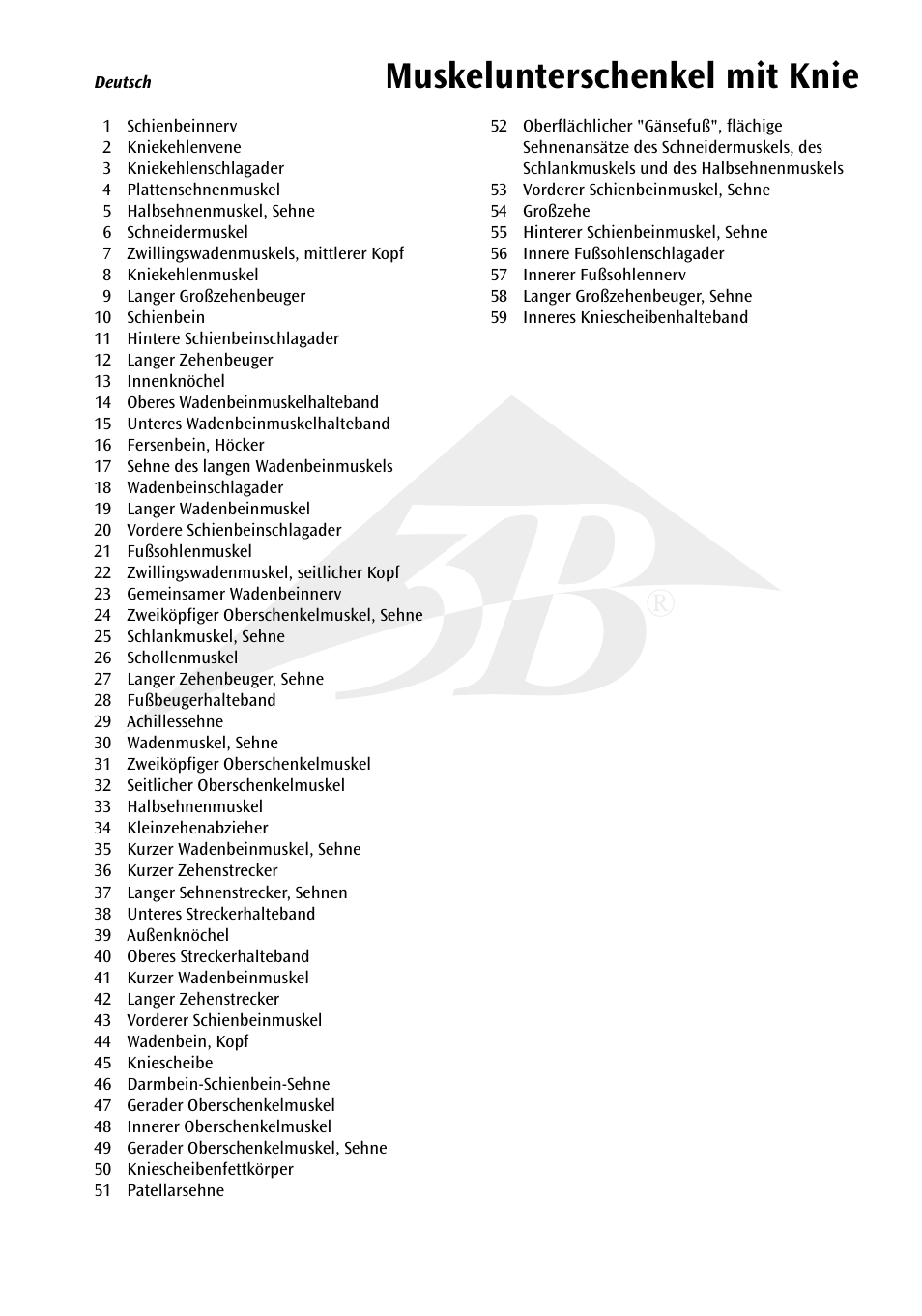 Muskelunterschenkel mit knie | 3B Scientific Lower Muscle Leg with detachable Knee, 3 part, Life Size User Manual | Page 5 / 28