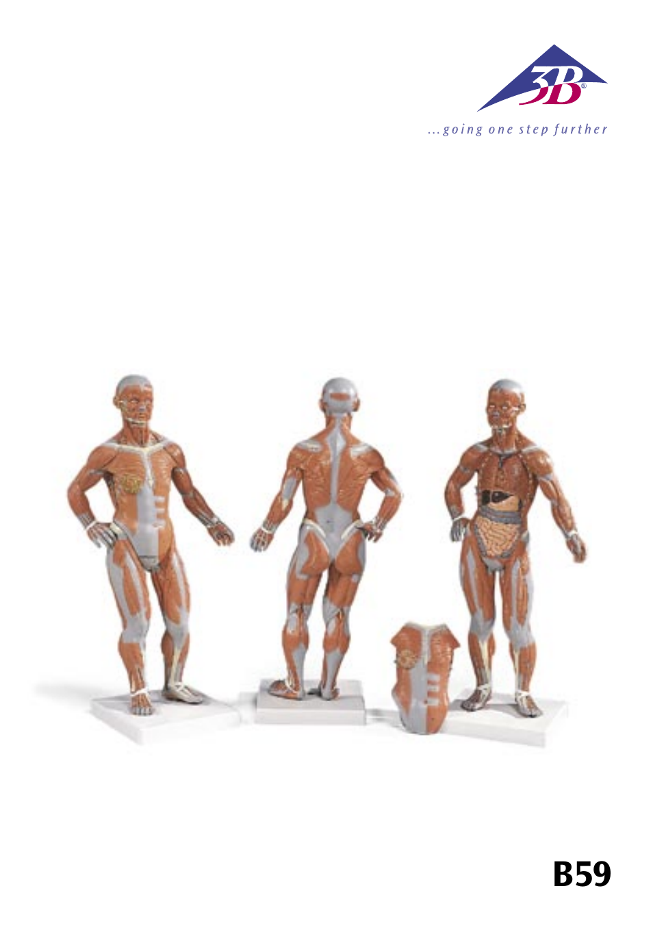 3B Scientific 1__3 Life-Size Muscle Figure, 2-part User Manual | 20 pages