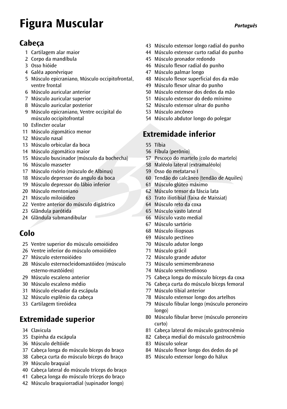 Figura muscular, Cabeça, Colo | Extremidade superior, Extremidade inferior | 3B Scientific 1__3 Life-Size Muscle Figure, 2-part User Manual | Page 12 / 20