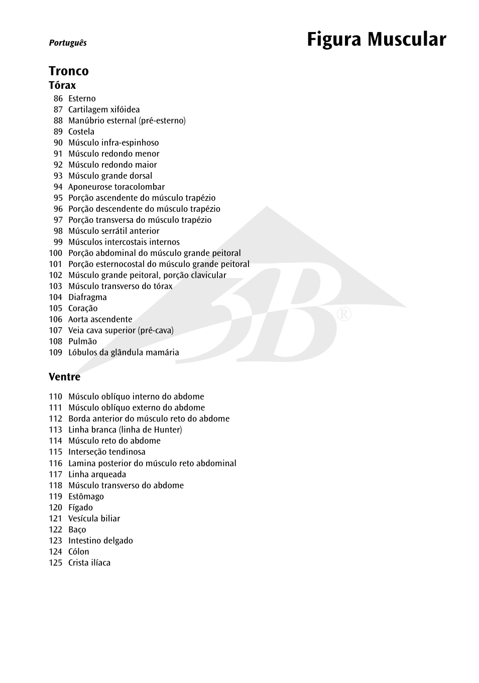 Figura muscular | 3B Scientific 1__3 Life-Size Muscle Figure, 2-part User Manual | Page 13 / 20