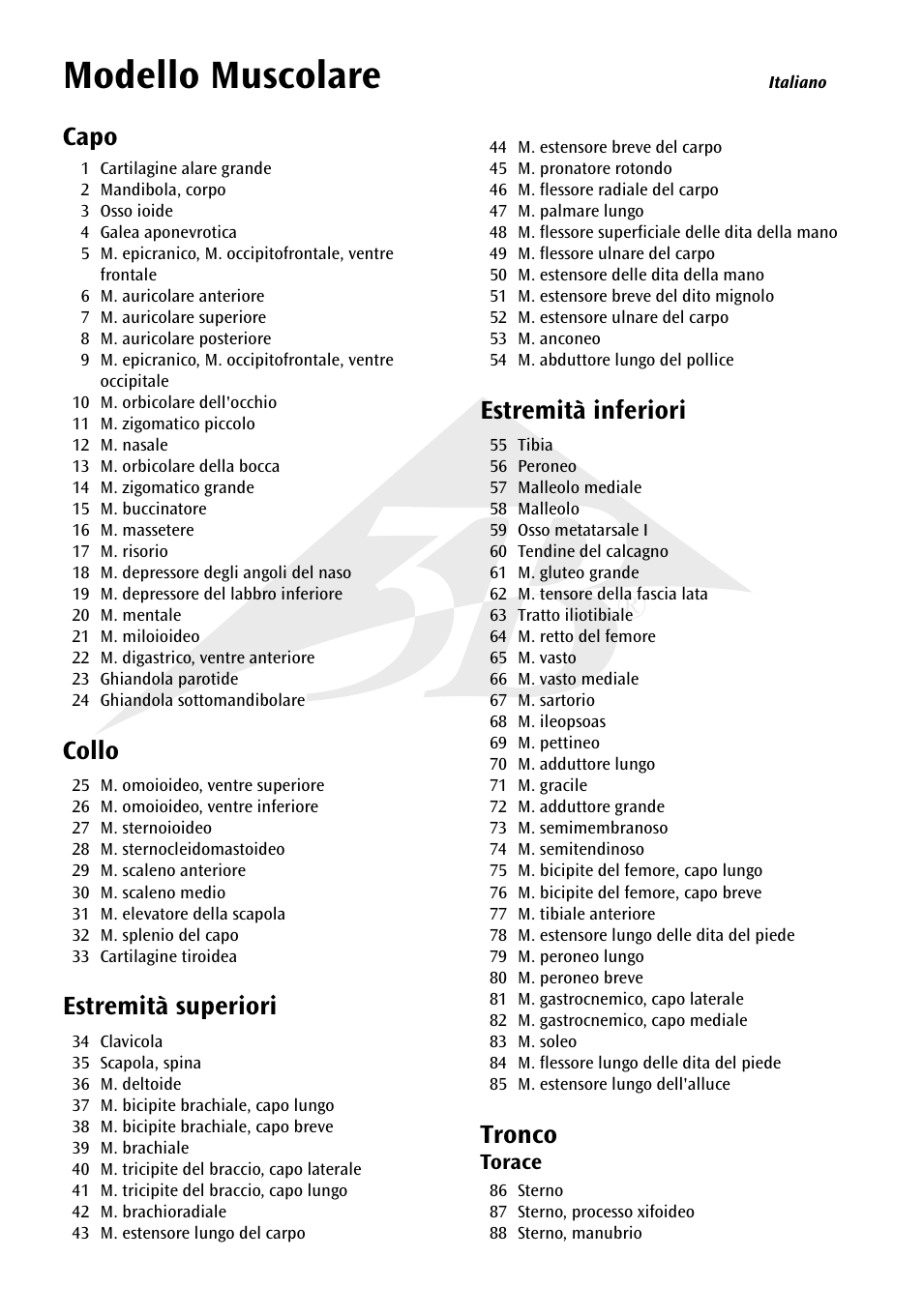 Modello muscolare, Capo, Collo | Estremità superiori, Estremità inferiori, Tronco | 3B Scientific 1__3 Life-Size Muscle Figure, 2-part User Manual | Page 14 / 20