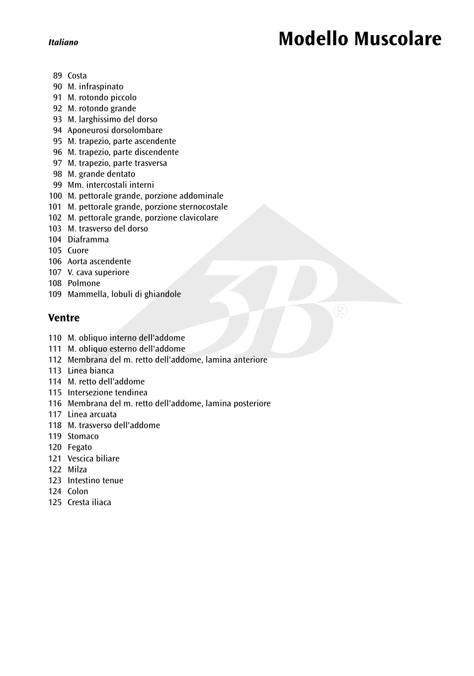 Modello muscolare | 3B Scientific 1__3 Life-Size Muscle Figure, 2-part User Manual | Page 15 / 20