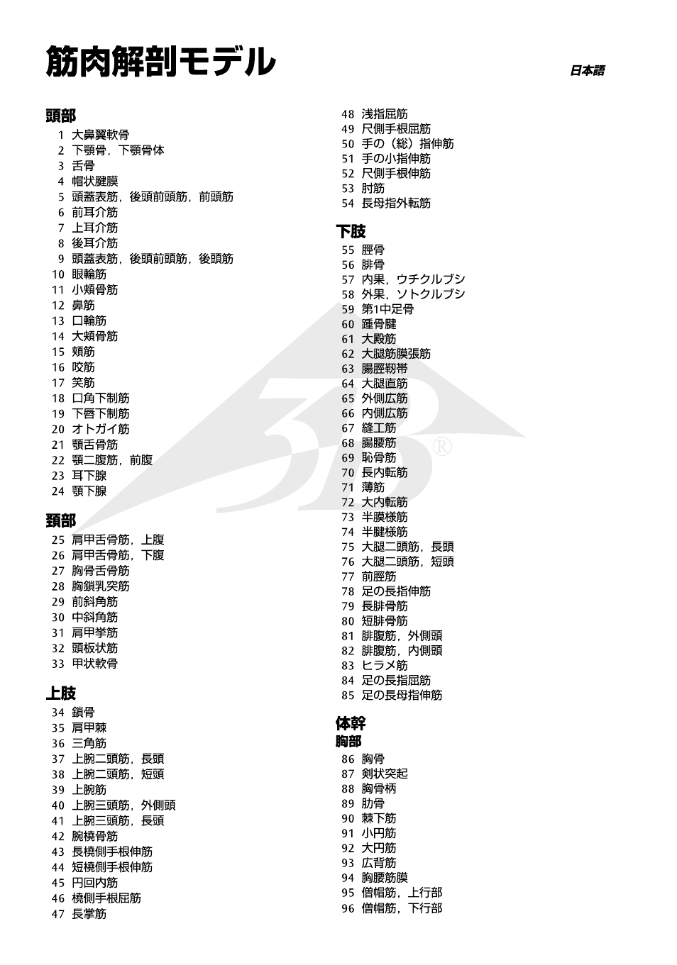 3B Scientific 1__3 Life-Size Muscle Figure, 2-part User Manual | Page 16 / 20