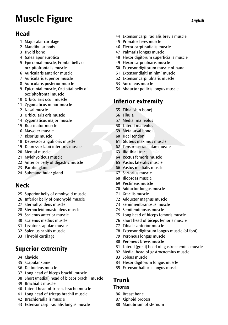 Muscle figure, Head, Neck | Superior extremity, Inferior extremity, Trunk | 3B Scientific 1__3 Life-Size Muscle Figure, 2-part User Manual | Page 4 / 20