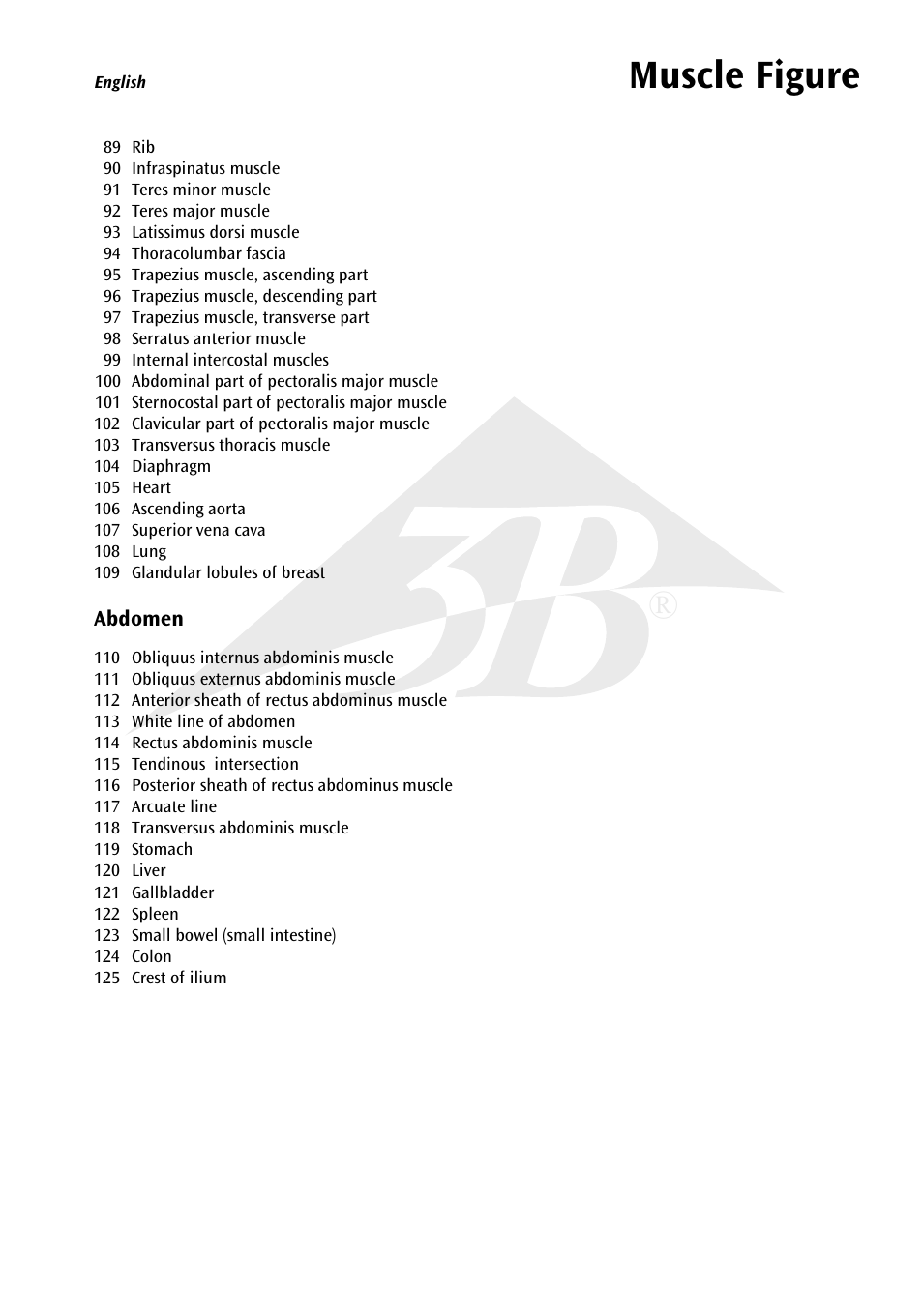 Muscle figure | 3B Scientific 1__3 Life-Size Muscle Figure, 2-part User Manual | Page 5 / 20