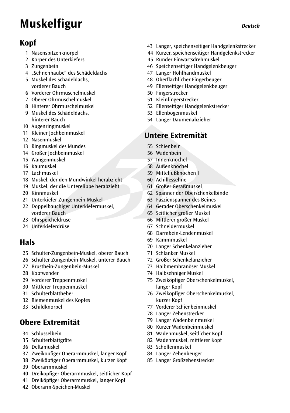 Muskelfigur, Kopf, Hals | Obere extremität, Untere extremität | 3B Scientific 1__3 Life-Size Muscle Figure, 2-part User Manual | Page 6 / 20