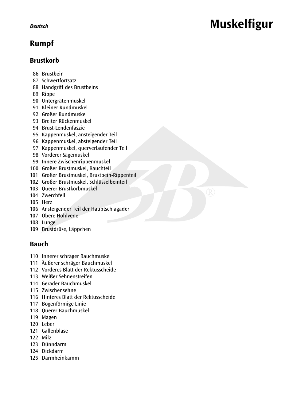 Muskelfigur | 3B Scientific 1__3 Life-Size Muscle Figure, 2-part User Manual | Page 7 / 20