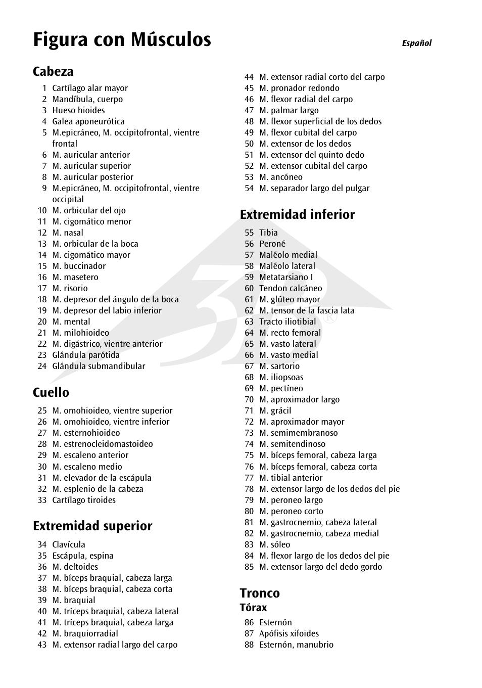 Figura con músculos, Cabeza, Cuello | Extremidad superior, Extremidad inferior, Tronco | 3B Scientific 1__3 Life-Size Muscle Figure, 2-part User Manual | Page 8 / 20