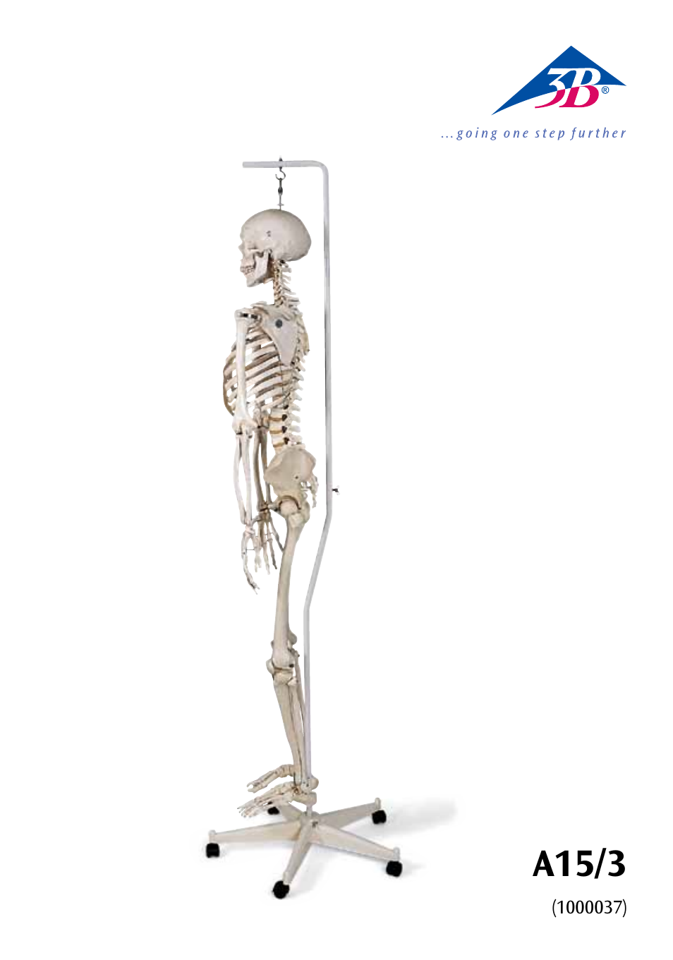 3B Scientific Physiological Skeleton Model - Phil - Hanging Stand User Manual | 20 pages