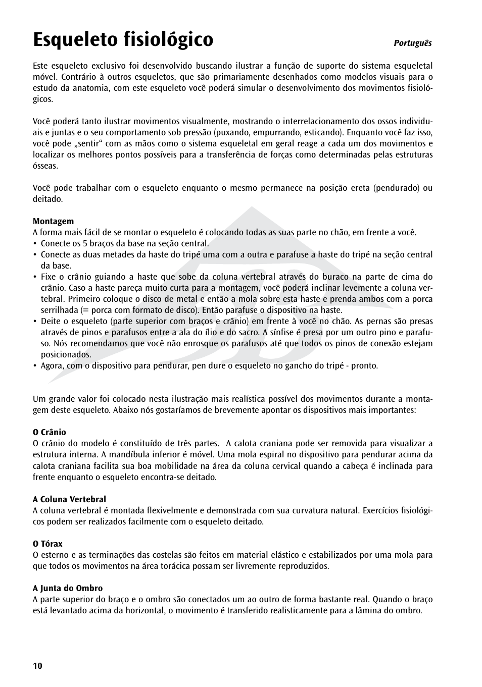 Esqueleto fisiológico | 3B Scientific Physiological Skeleton Model - Phil - Hanging Stand User Manual | Page 10 / 20