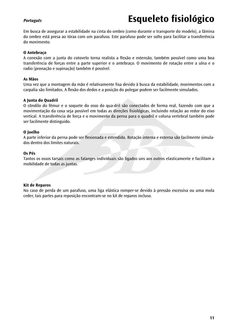Esqueleto fisiológico | 3B Scientific Physiological Skeleton Model - Phil - Hanging Stand User Manual | Page 11 / 20