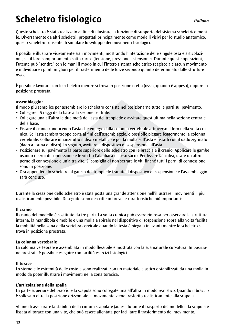 Scheletro fisiologico | 3B Scientific Physiological Skeleton Model - Phil - Hanging Stand User Manual | Page 12 / 20