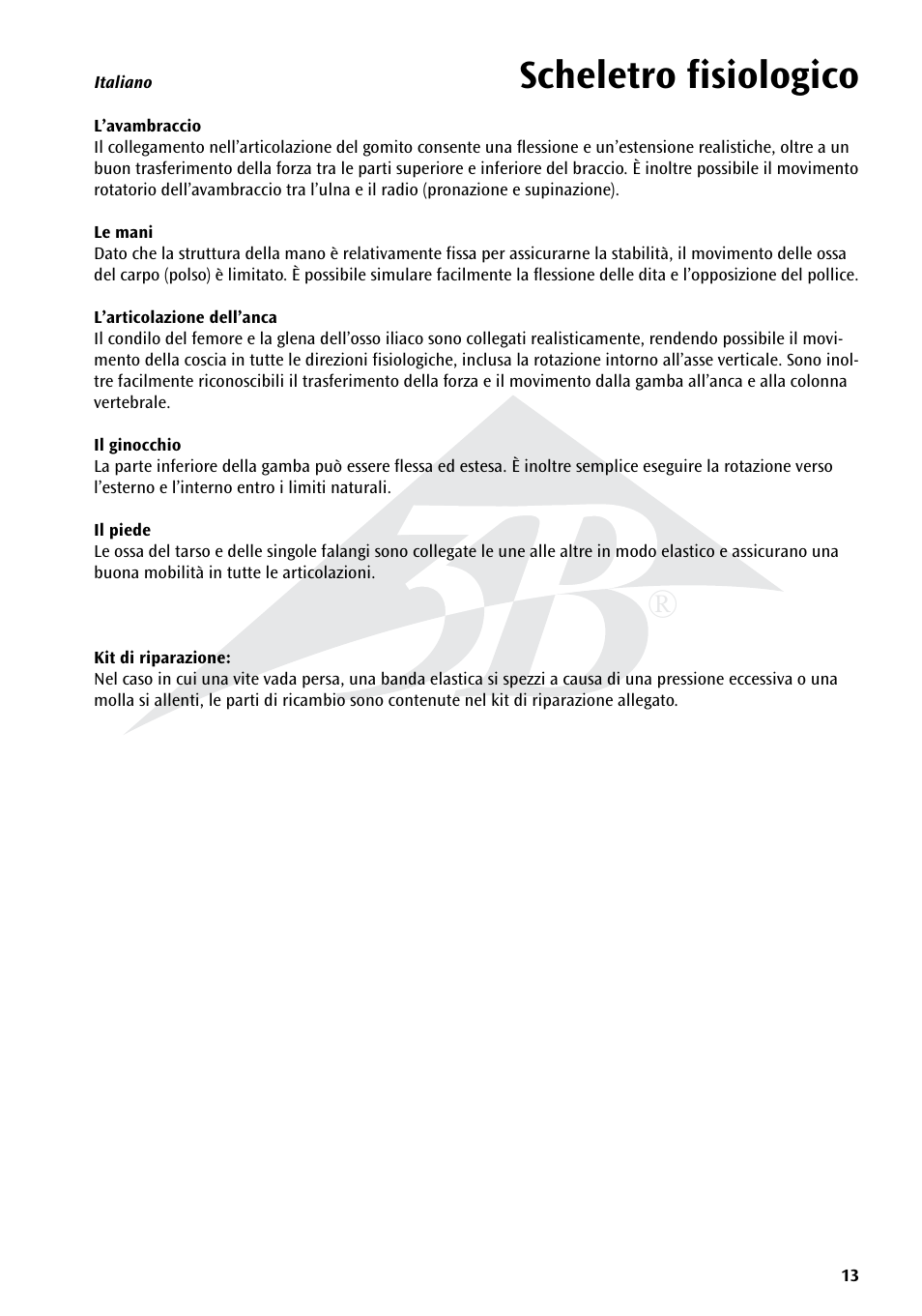 Scheletro fisiologico | 3B Scientific Physiological Skeleton Model - Phil - Hanging Stand User Manual | Page 13 / 20