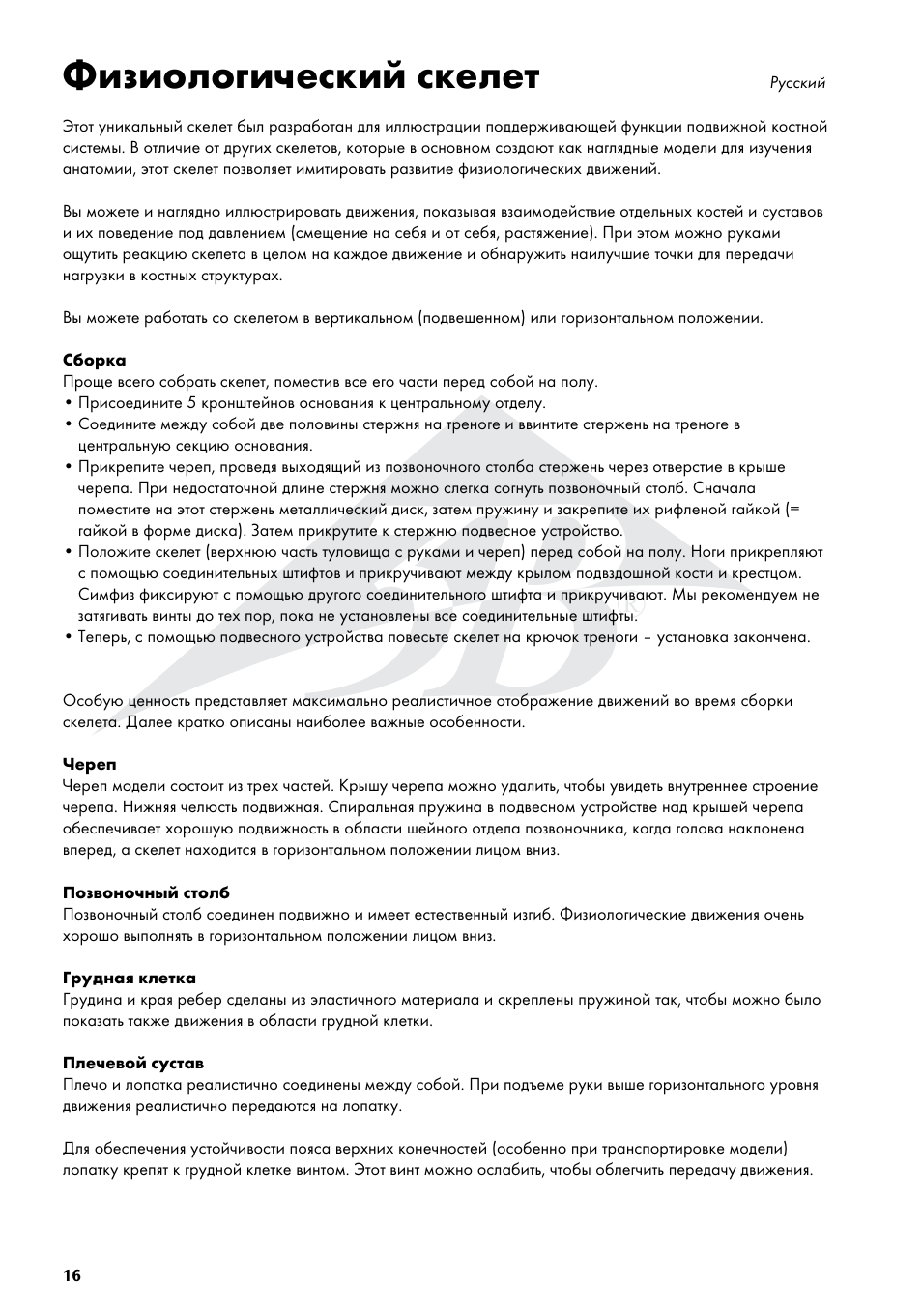 Физиологический скелет | 3B Scientific Physiological Skeleton Model - Phil - Hanging Stand User Manual | Page 16 / 20