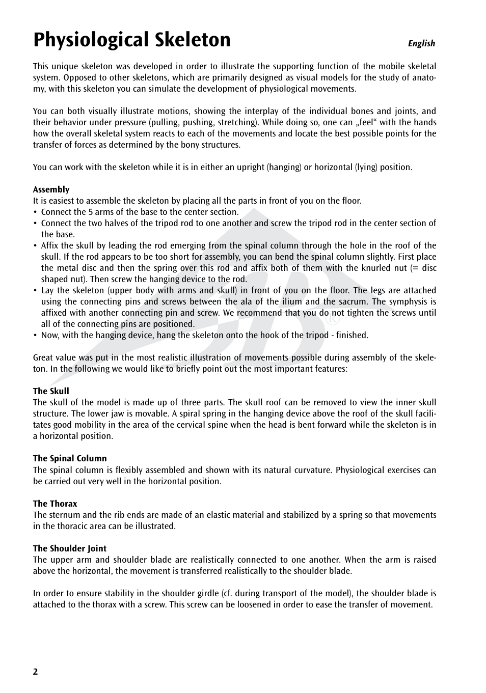 Physiological skeleton | 3B Scientific Physiological Skeleton Model - Phil - Hanging Stand User Manual | Page 2 / 20