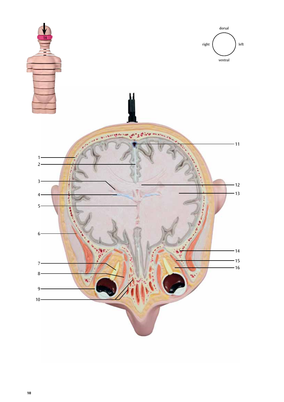 3B Scientific MRI Torso, 15 Transverse Sections User Manual | Page 10 / 40