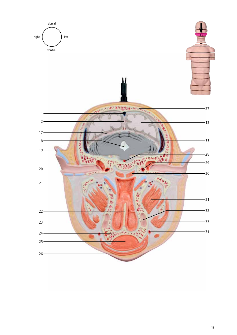 3B Scientific MRI Torso, 15 Transverse Sections User Manual | Page 11 / 40