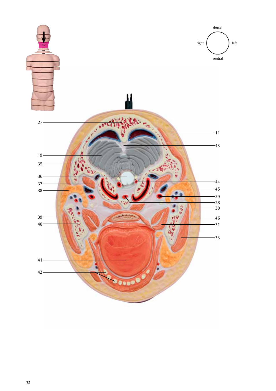 3B Scientific MRI Torso, 15 Transverse Sections User Manual | Page 12 / 40