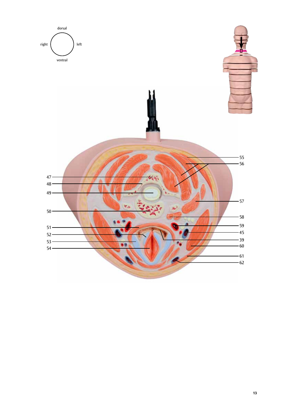 3B Scientific MRI Torso, 15 Transverse Sections User Manual | Page 13 / 40
