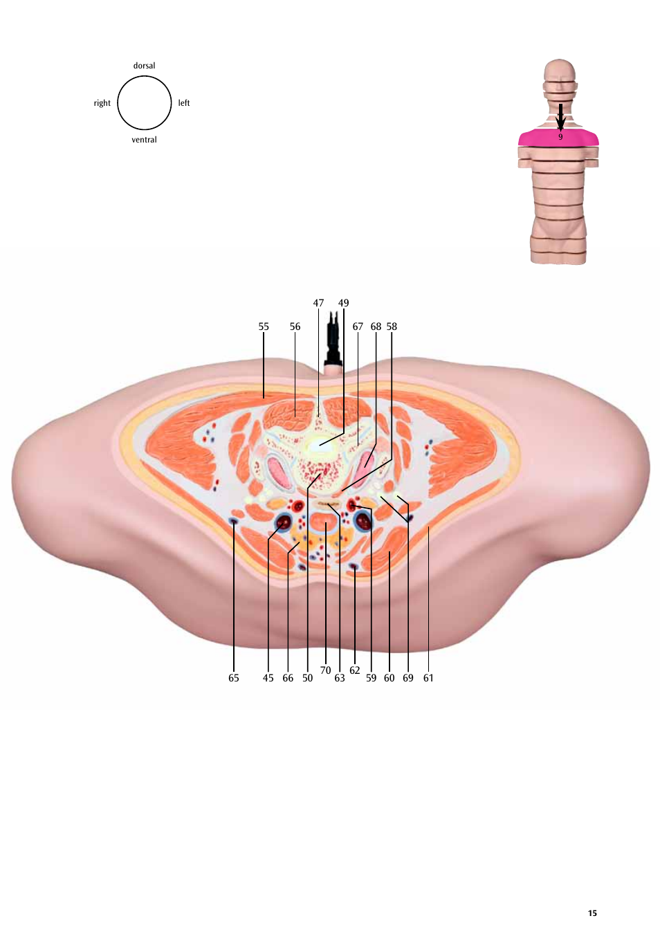 3B Scientific MRI Torso, 15 Transverse Sections User Manual | Page 15 / 40
