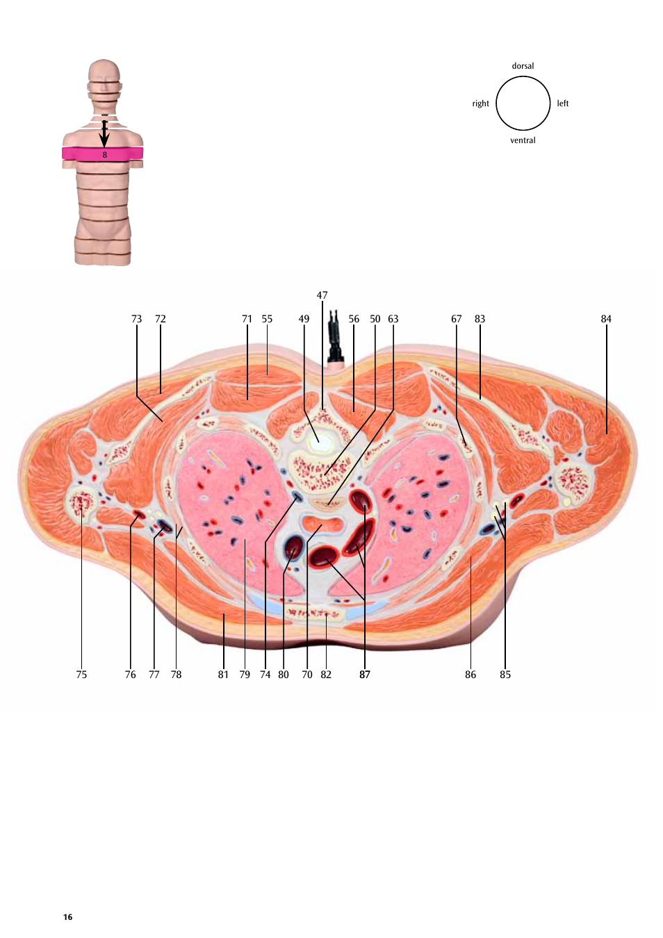 3B Scientific MRI Torso, 15 Transverse Sections User Manual | Page 16 / 40