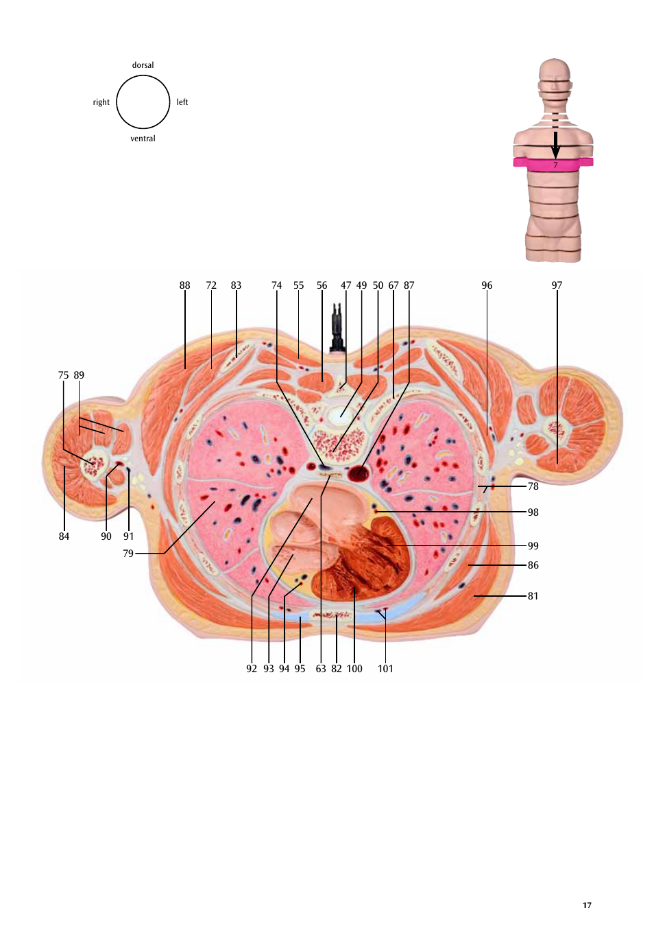 3B Scientific MRI Torso, 15 Transverse Sections User Manual | Page 17 / 40