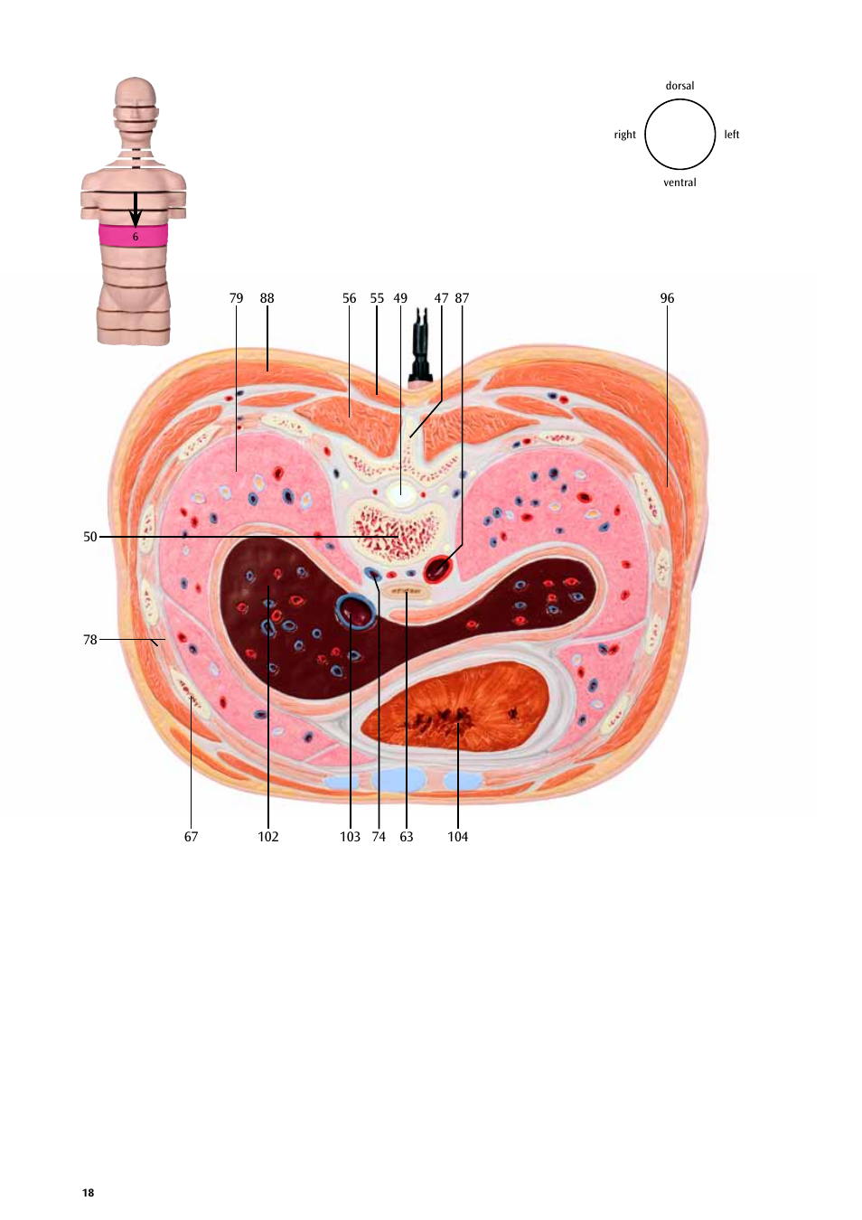 3B Scientific MRI Torso, 15 Transverse Sections User Manual | Page 18 / 40