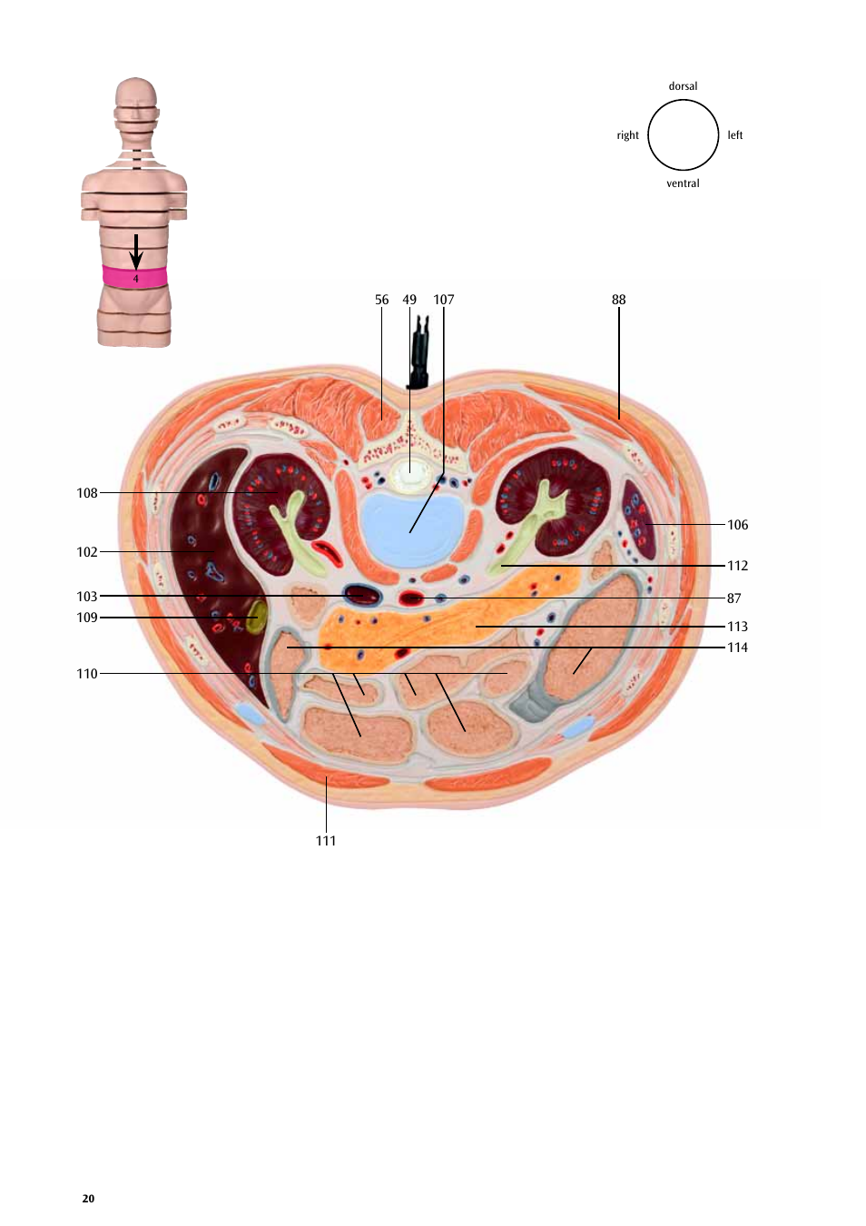 3B Scientific MRI Torso, 15 Transverse Sections User Manual | Page 20 / 40