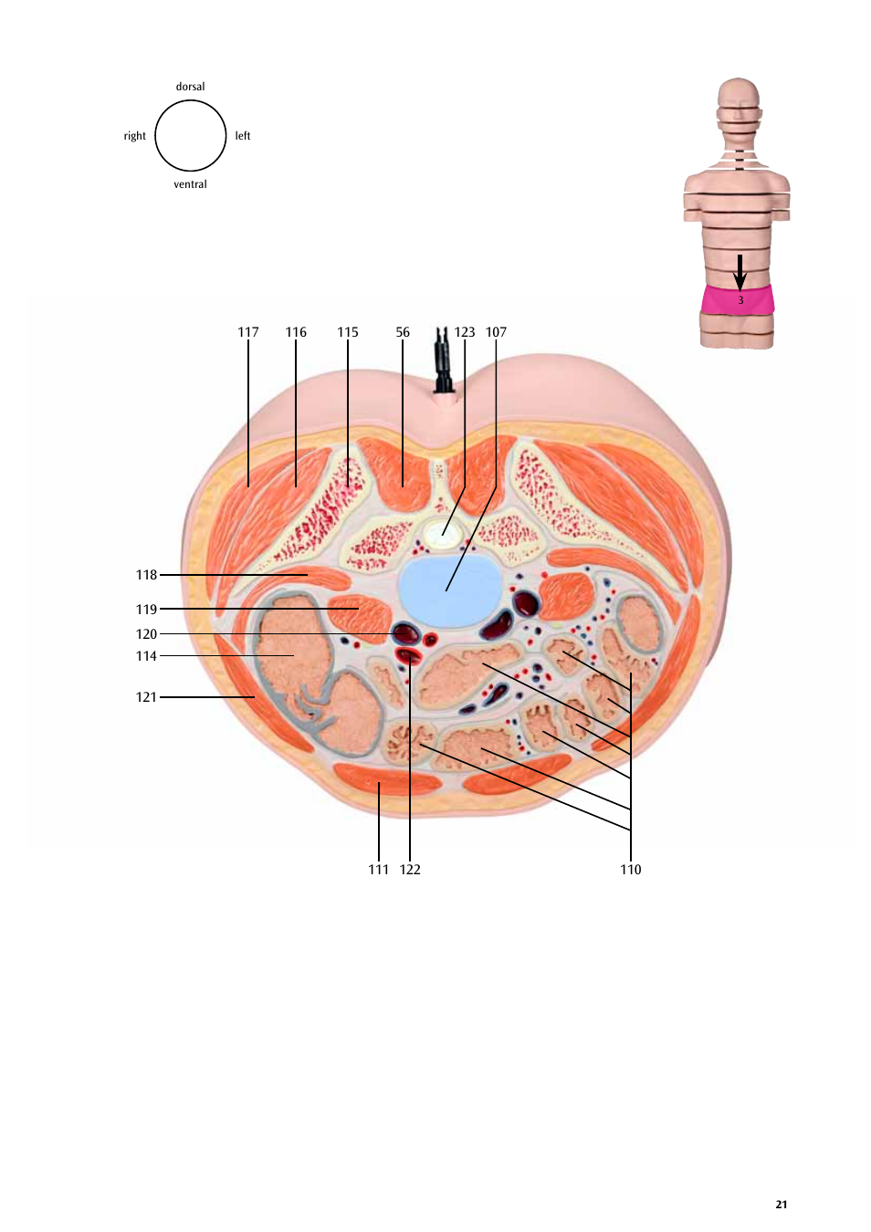 3B Scientific MRI Torso, 15 Transverse Sections User Manual | Page 21 / 40