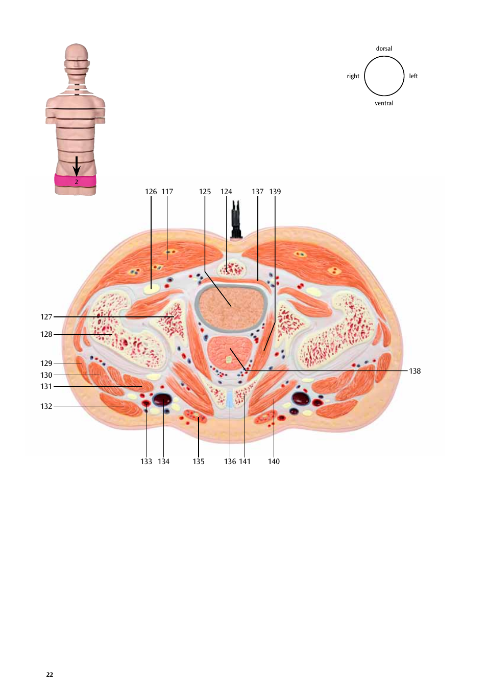 3B Scientific MRI Torso, 15 Transverse Sections User Manual | Page 22 / 40