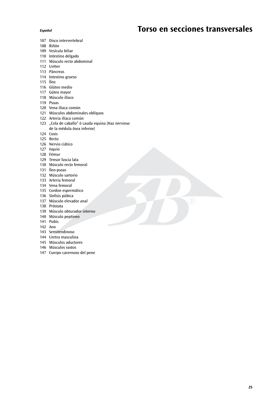 Torso en secciones transversales | 3B Scientific MRI Torso, 15 Transverse Sections User Manual | Page 25 / 40